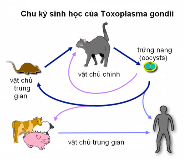 Ký sinh trùng Toxoplasma khi vào cơ thể mẹ có thể truyền bệnh cho thai nhi.